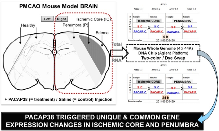 Unraveling the Specific Ischemic Core and Penumbra Transcriptome in the Permanent Middle Cerebral Artery Occlusion Mouse Model Brain Treated with the Neuropeptide PACAP38.