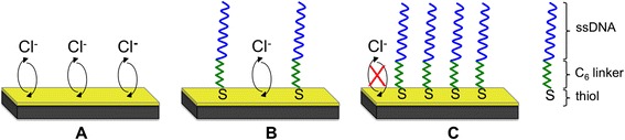 Characterization of a gold coated cantilever surface for biosensing applications.