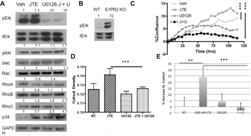 Sphingosine 1-Phosphate Receptor 2 Regulates the Migration, Proliferation, and Differentiation of Mesenchymal Stem Cells.