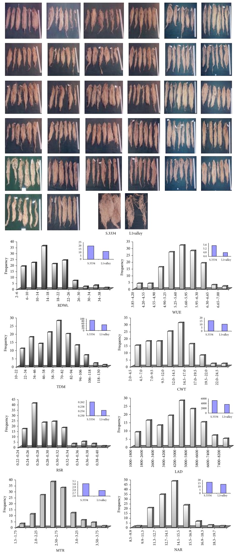 Identification of Putative Molecular Markers Associated with Root Traits in Coffea canephora Pierre ex Froehner.