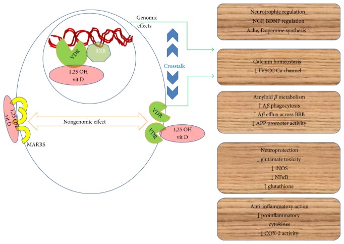 Vitamin D and Alzheimer's Disease: Neurocognition to Therapeutics.