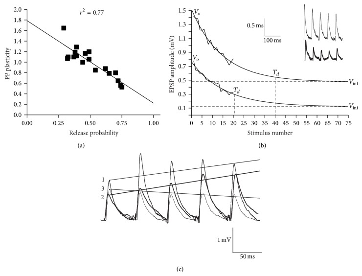 Synaptic Variability Introduces State-Dependent Modulation of Excitatory Spinal Cord Synapses.