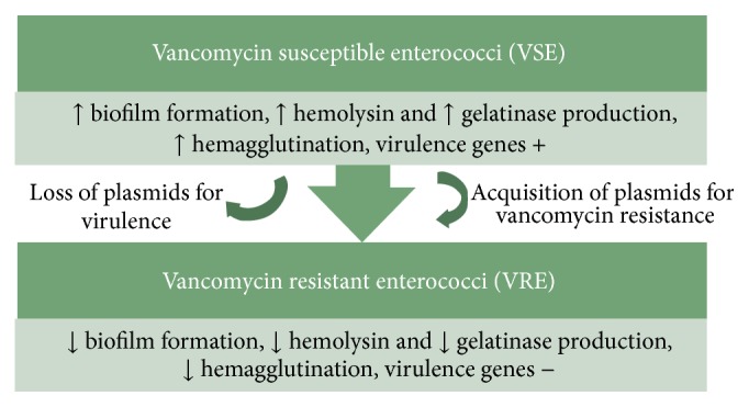 Prevalence of Virulence Factors and Drug Resistance in Clinical Isolates of Enterococci: A Study from North India.