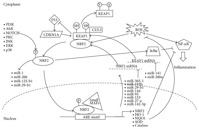 miRNA Influences in NRF2 Pathway Interactions within Cancer Models.