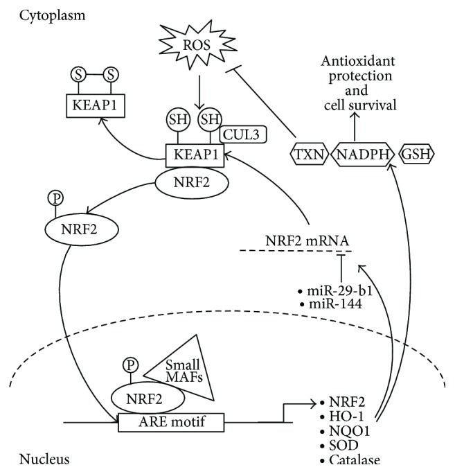 miRNA Influences in NRF2 Pathway Interactions within Cancer Models.