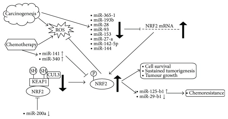 miRNA Influences in NRF2 Pathway Interactions within Cancer Models.