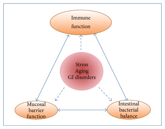 Slipping through the Cracks: Linking Low Immune Function and Intestinal Bacterial Imbalance to the Etiology of Rheumatoid Arthritis.