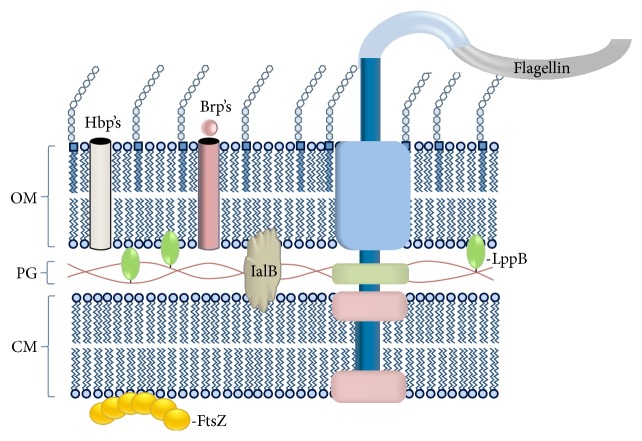 Proteins of Bartonella bacilliformis: Candidates for Vaccine Development.