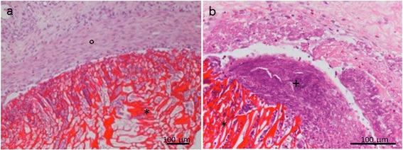 Chitosan-based scaffold modified with D-(+) raffinose for cartilage repair: an in vivo study.