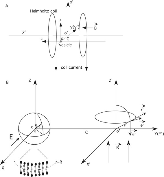 Vesicle biomechanics in a time-varying magnetic field.