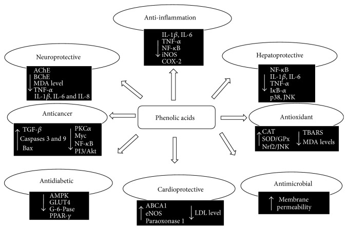 Therapeutic Potential of Dietary Phenolic Acids.