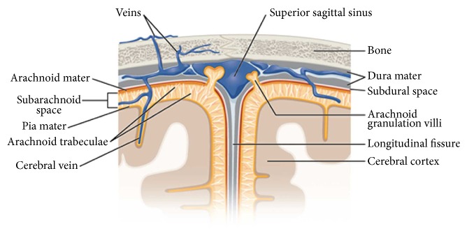 Histology and Morphology of the Brain Subarachnoid Trabeculae.