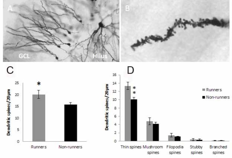 Hippocampal morphology in a rat model of depression: the effects of physical activity.