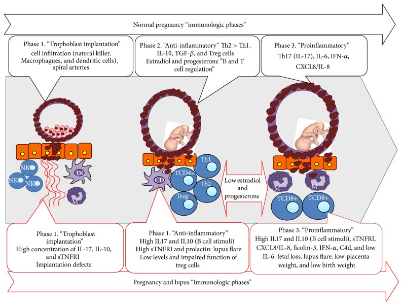 Understanding and Managing Pregnancy in Patients with Lupus.