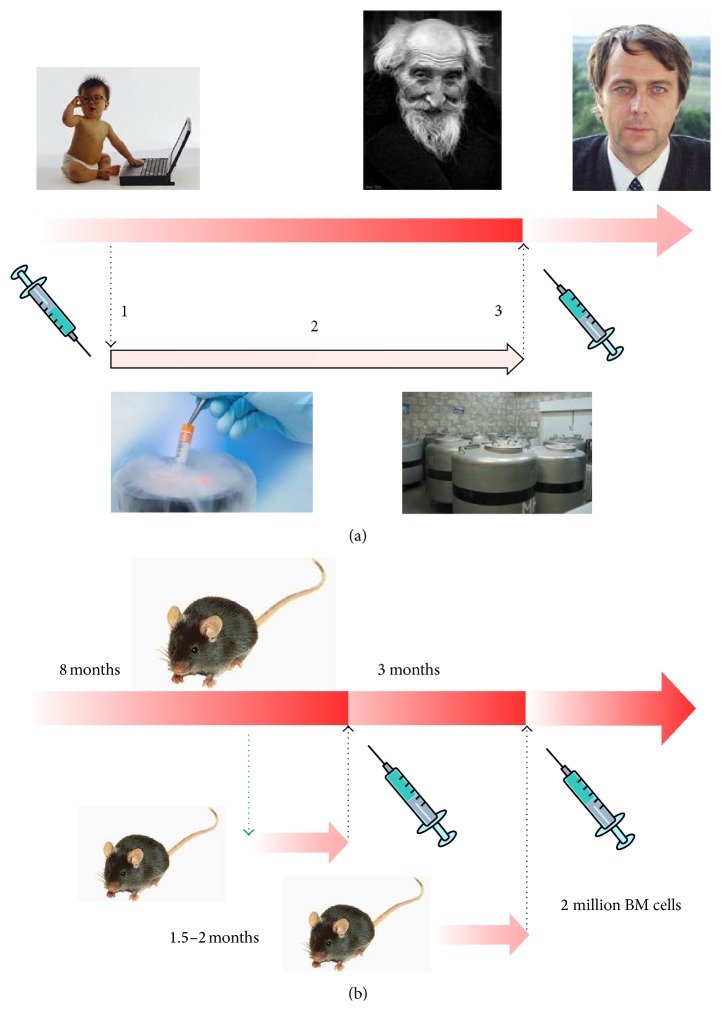 Informational Theory of Aging: The Life Extension Method Based on the Bone Marrow Transplantation.