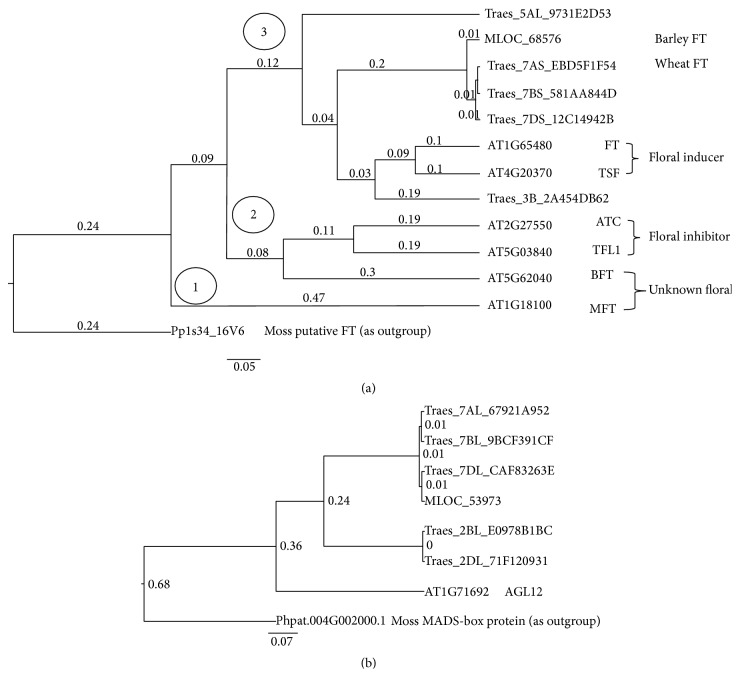 Genome-Wide Comparative Analysis of Flowering-Related Genes in Arabidopsis, Wheat, and Barley.