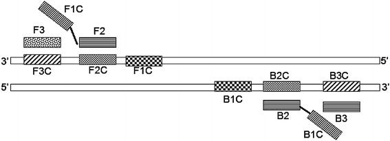 Rapid Detection of Avian Infectious Bronchitis Virus by Reverse Transcriptase-Loop Mediated Isothermal Amplification.
