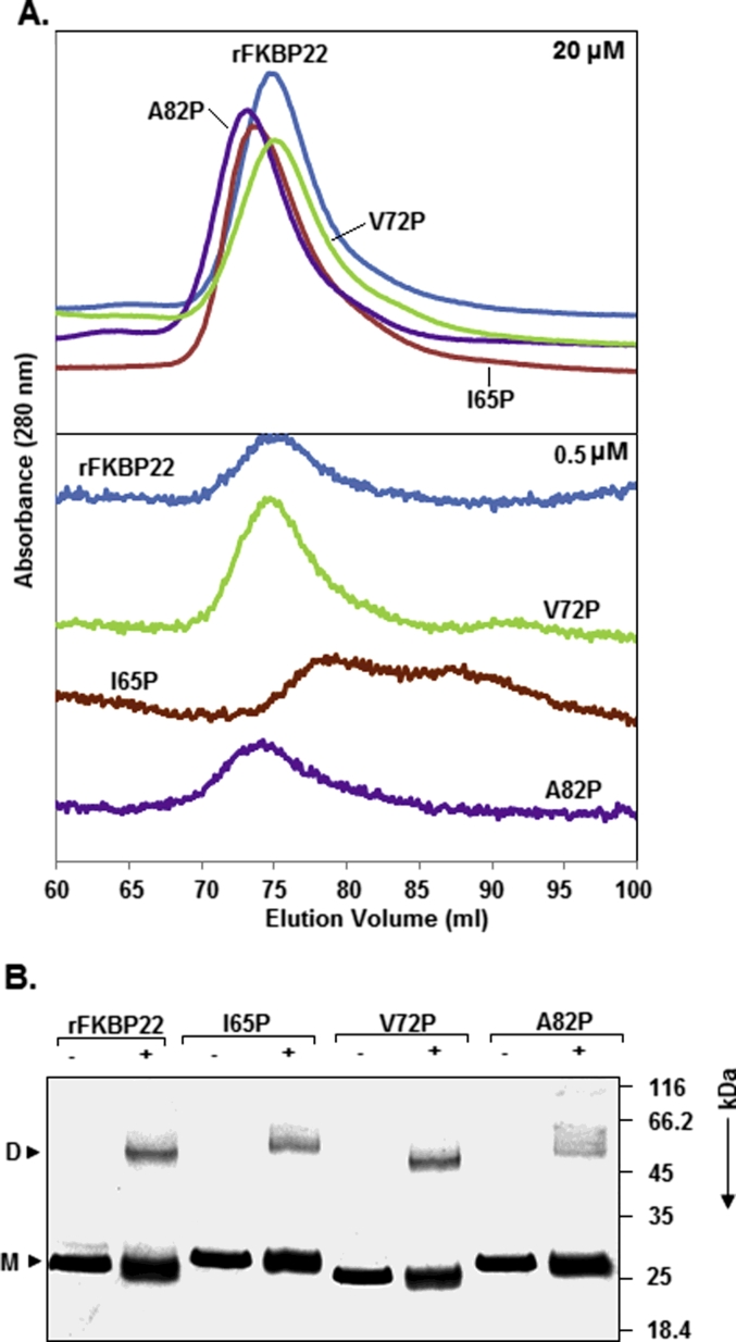 Proline substitutions in a Mip-like peptidyl-prolyl cis-trans isomerase severely affect its structure, stability, shape and activity