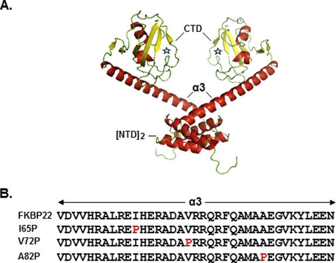 Proline substitutions in a Mip-like peptidyl-prolyl cis-trans isomerase severely affect its structure, stability, shape and activity