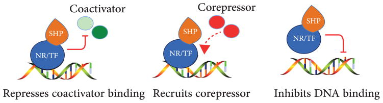 New Insights into Orphan Nuclear Receptor SHP in Liver Cancer.