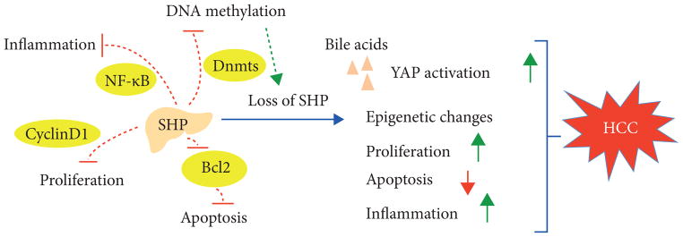 New Insights into Orphan Nuclear Receptor SHP in Liver Cancer.