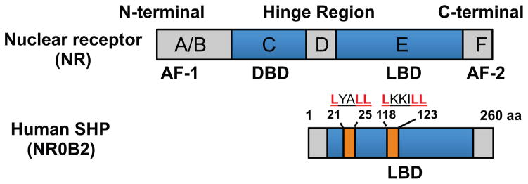 New Insights into Orphan Nuclear Receptor SHP in Liver Cancer.