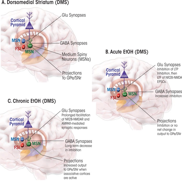 Mechanisms of Neuroplasticity and Ethanol's Effects on Plasticity in the Striatum and Bed Nucleus of the Stria Terminalis.