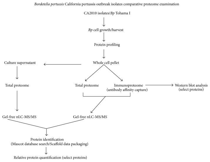 A Proteomic Characterization of Bordetella pertussis Clinical Isolates Associated with a California State Pertussis Outbreak.