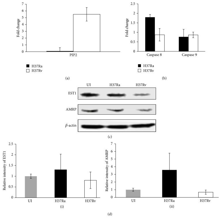 Quantitative Proteomics and Lipidomics Analysis of Endoplasmic Reticulum of Macrophage Infected with Mycobacterium tuberculosis.