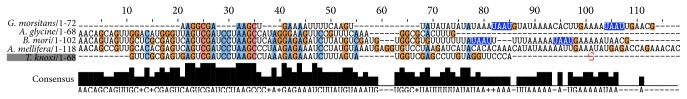 Insects' RNA Profiling Reveals Absence of "Hidden Break" in 28S Ribosomal RNA Molecule of Onion Thrips, Thrips tabaci.