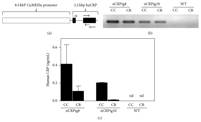 Hepatic but Not CNS-Expressed Human C-Reactive Protein Inhibits Experimental Autoimmune Encephalomyelitis in Transgenic Mice.