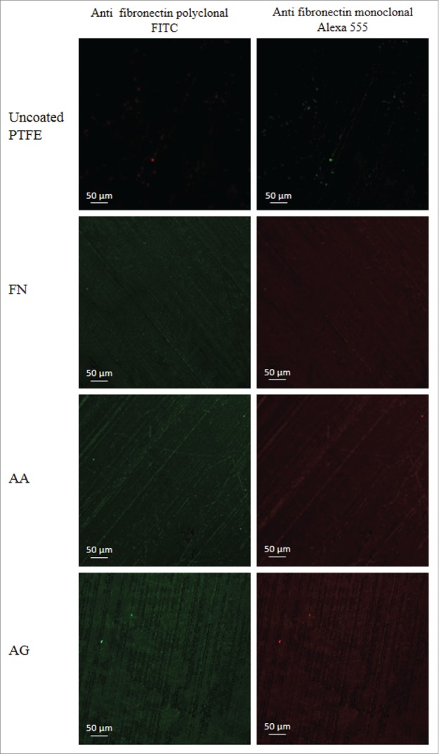 On the potential for fibronectin/phosphorylcholine coatings on PTFE substrates to jointly modulate endothelial cell adhesion and hemocompatibility properties.