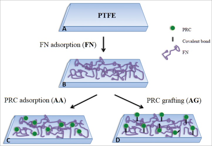 On the potential for fibronectin/phosphorylcholine coatings on PTFE substrates to jointly modulate endothelial cell adhesion and hemocompatibility properties.