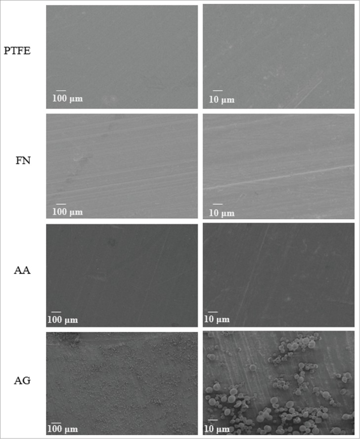 On the potential for fibronectin/phosphorylcholine coatings on PTFE substrates to jointly modulate endothelial cell adhesion and hemocompatibility properties.