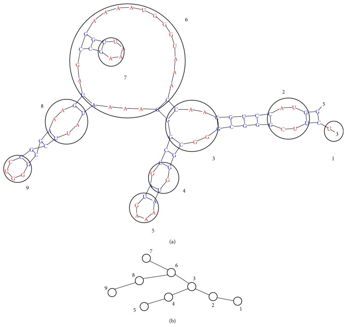 The Globular State of the Single-Stranded RNA: Effect of the Secondary Structure Rearrangements.