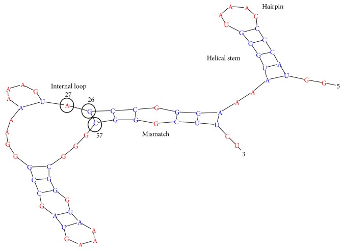 The Globular State of the Single-Stranded RNA: Effect of the Secondary Structure Rearrangements.