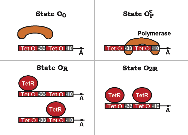 A simple model for Lutz and Bujard's controllable promoters and its application for analyzing a simple genetic oscillator.