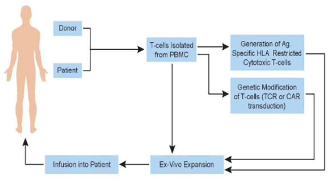 Artificial Antigen Presenting Cells: An Off the Shelf Approach for Generation of Desirable T-Cell Populations for Broad Application of Adoptive Immunotherapy.