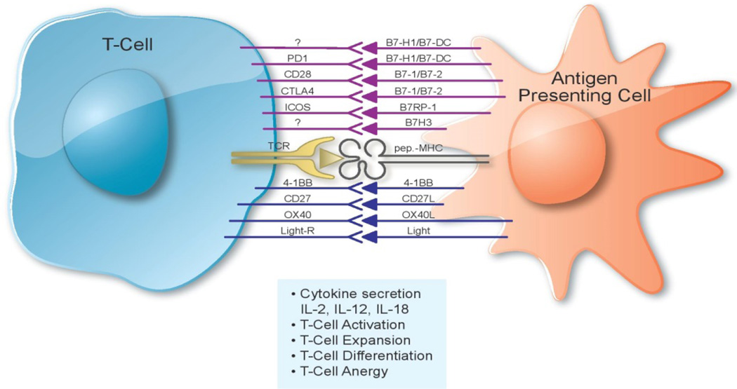Artificial Antigen Presenting Cells: An Off the Shelf Approach for Generation of Desirable T-Cell Populations for Broad Application of Adoptive Immunotherapy.