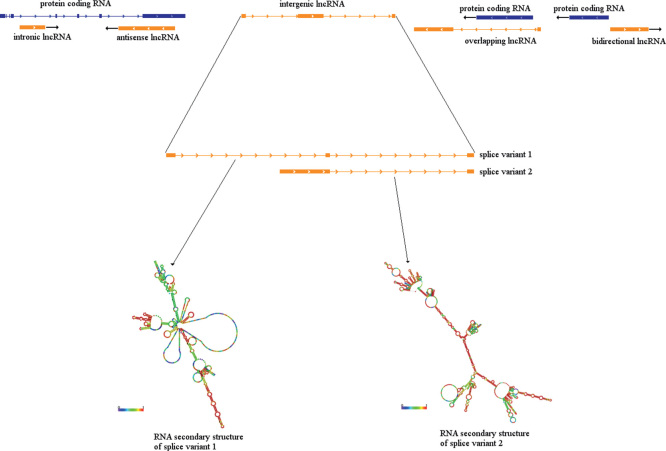 Conservation and tissue-specific transcription patterns of long noncoding RNAs.