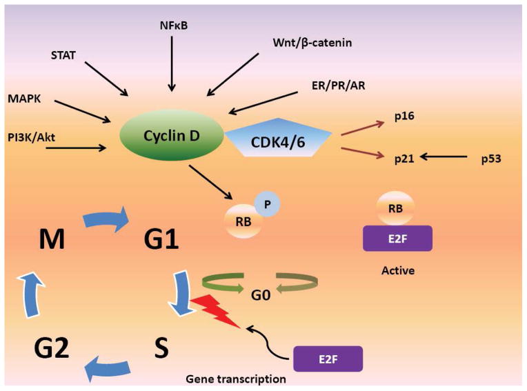 Overcoming Endocrine Resistance in Hormone-Receptor Positive Advanced Breast Cancer-The Emerging Role of CDK4/6 Inhibitors.