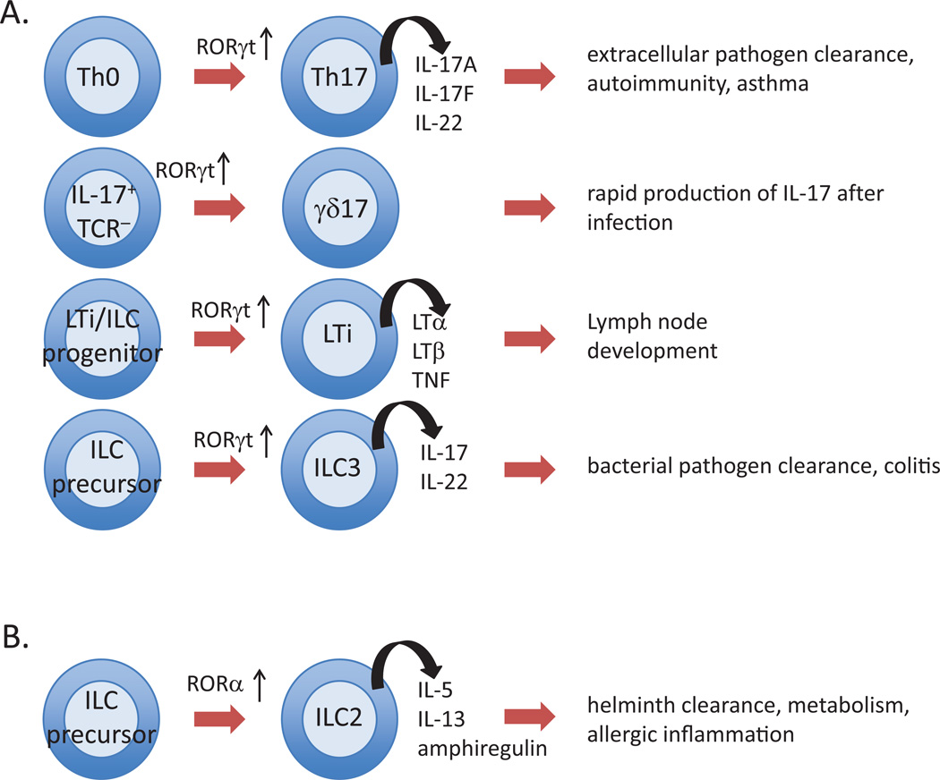 Retinoic Acid-Related Orphan Receptors (RORs): Regulatory Functions in Immunity, Development, Circadian Rhythm, and Metabolism.