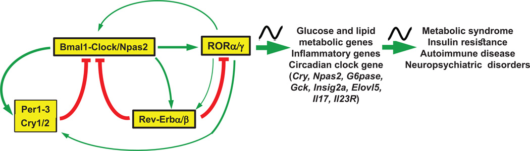 Retinoic Acid-Related Orphan Receptors (RORs): Regulatory Functions in Immunity, Development, Circadian Rhythm, and Metabolism.