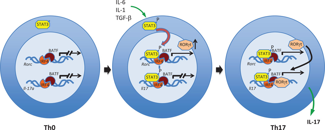 Retinoic Acid-Related Orphan Receptors (RORs): Regulatory Functions in Immunity, Development, Circadian Rhythm, and Metabolism.