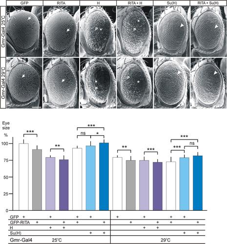 Analysis of the interaction between human RITA and Drosophila Suppressor of Hairless