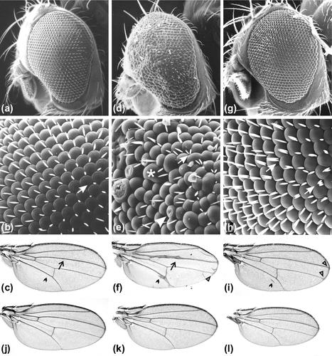 Deletion mapping in the Enhancer of split complex