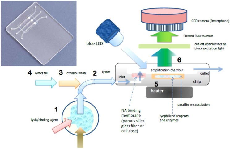 Integrated Microfluidic Nucleic Acid Isolation, Isothermal Amplification, and Amplicon Quantification.
