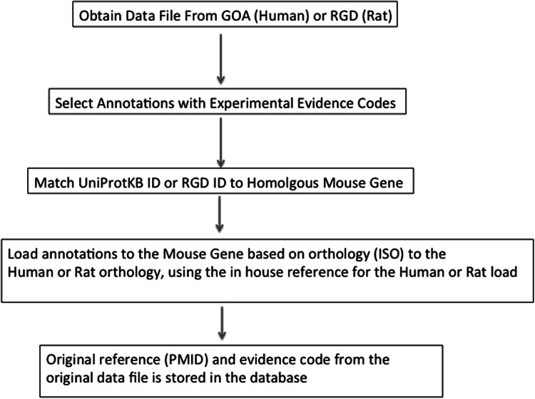Application of comparative biology in GO functional annotation: the mouse model.