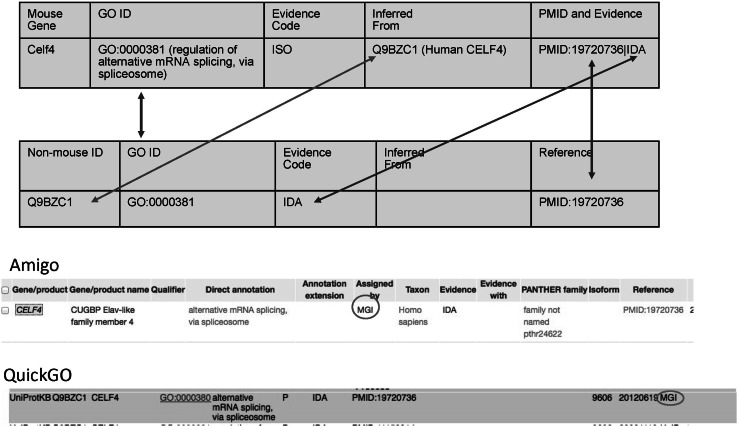 Application of comparative biology in GO functional annotation: the mouse model.