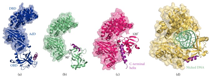 Archaeal Nucleic Acid Ligases and Their Potential in Biotechnology.